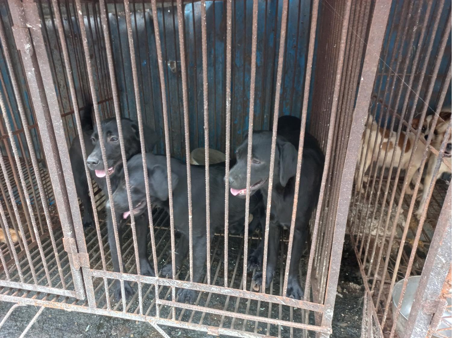 완주군유기동물보호소_445472202300273